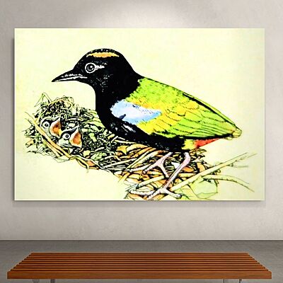 Wallart Pitta