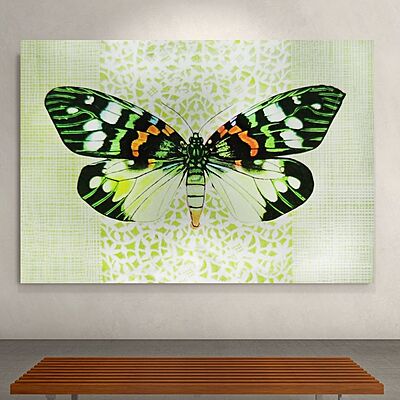 Wallart Pulchera